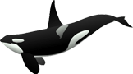 flipper